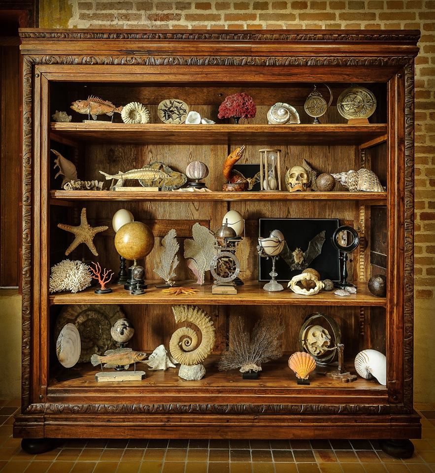 Le Cabinet de Curiosité